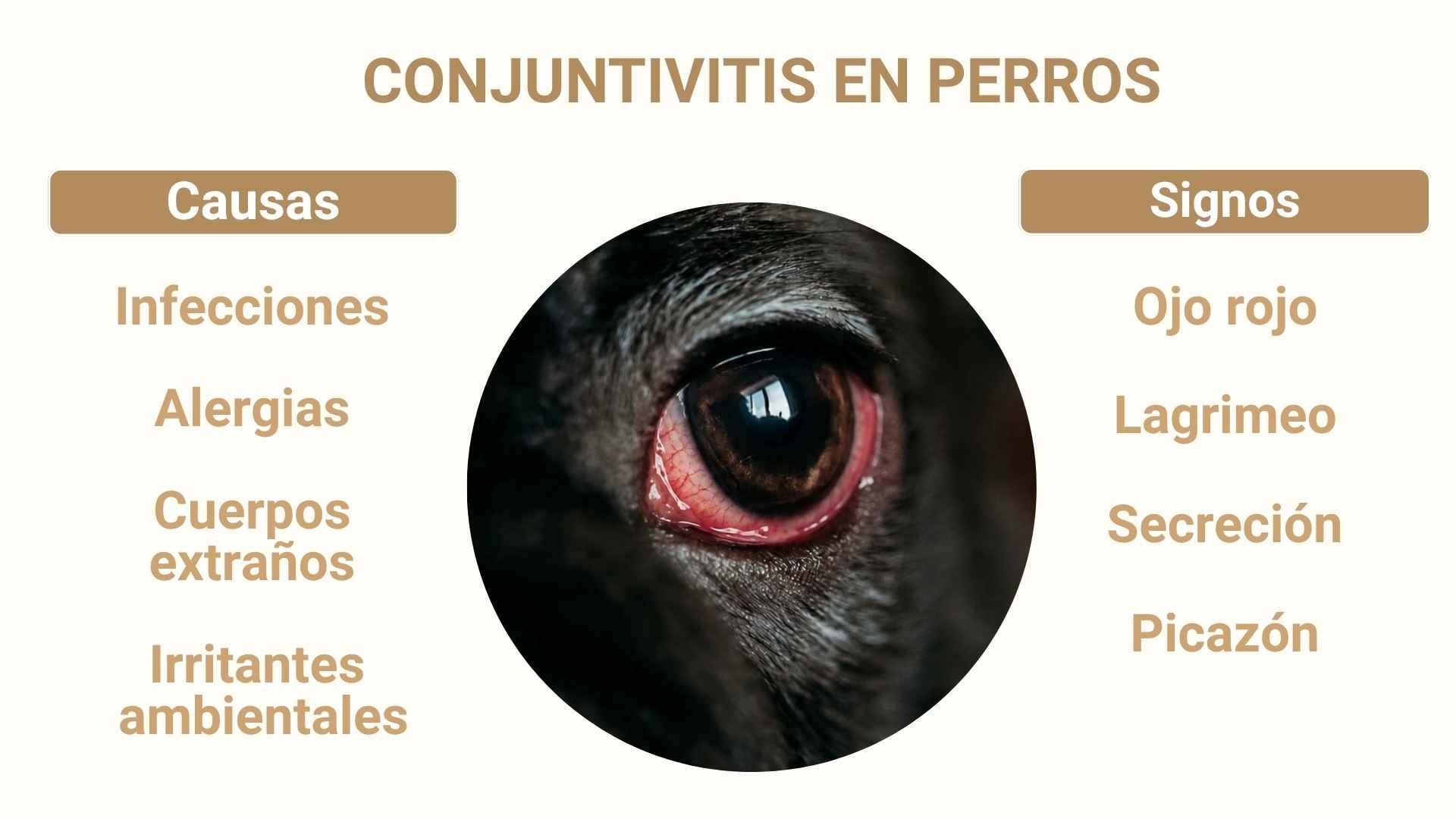 Signos y causas conjuntivitis en perros